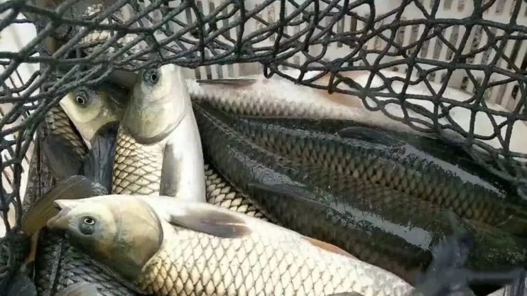 技術分享 | 高溫期草魚拉網後，池塘急救管理要點