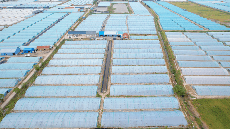 技術分享 | 秋造蝦養殖關鍵期：做好這幾點，應對高溫暴雨挑戰