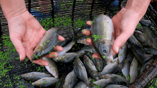 禾花鯉魚高效養殖核心攻略：穩産增收與季節性風險防控指南！